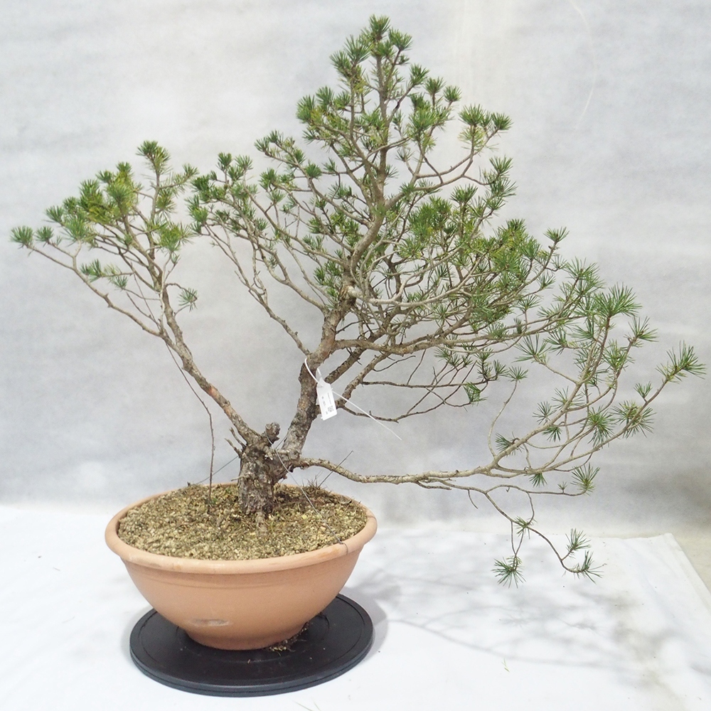 Yamadori - Pinus sylvestris 