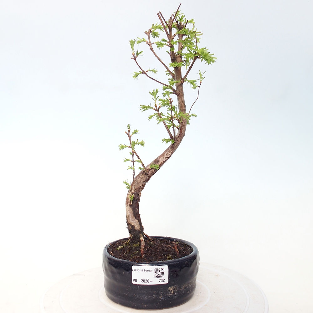 Venkovní bonsai - Metasequoia glyptostroboides - Metasekvoje čínská