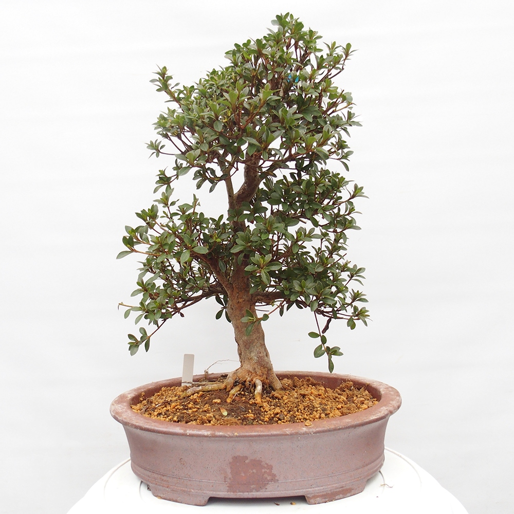 Venkovní bonsai - Japonská azalka - Azalea Hanatsuzuri