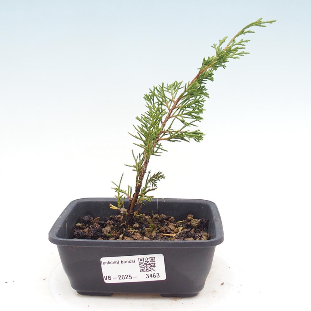 Venkovní bonsai - Juniperus chinensis Itoigawa -Jalovec čínský