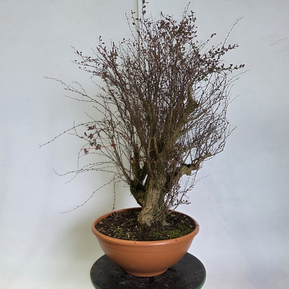 Venkovní bonsai - Dřišťál - Berberis thunbergii atropurpurea