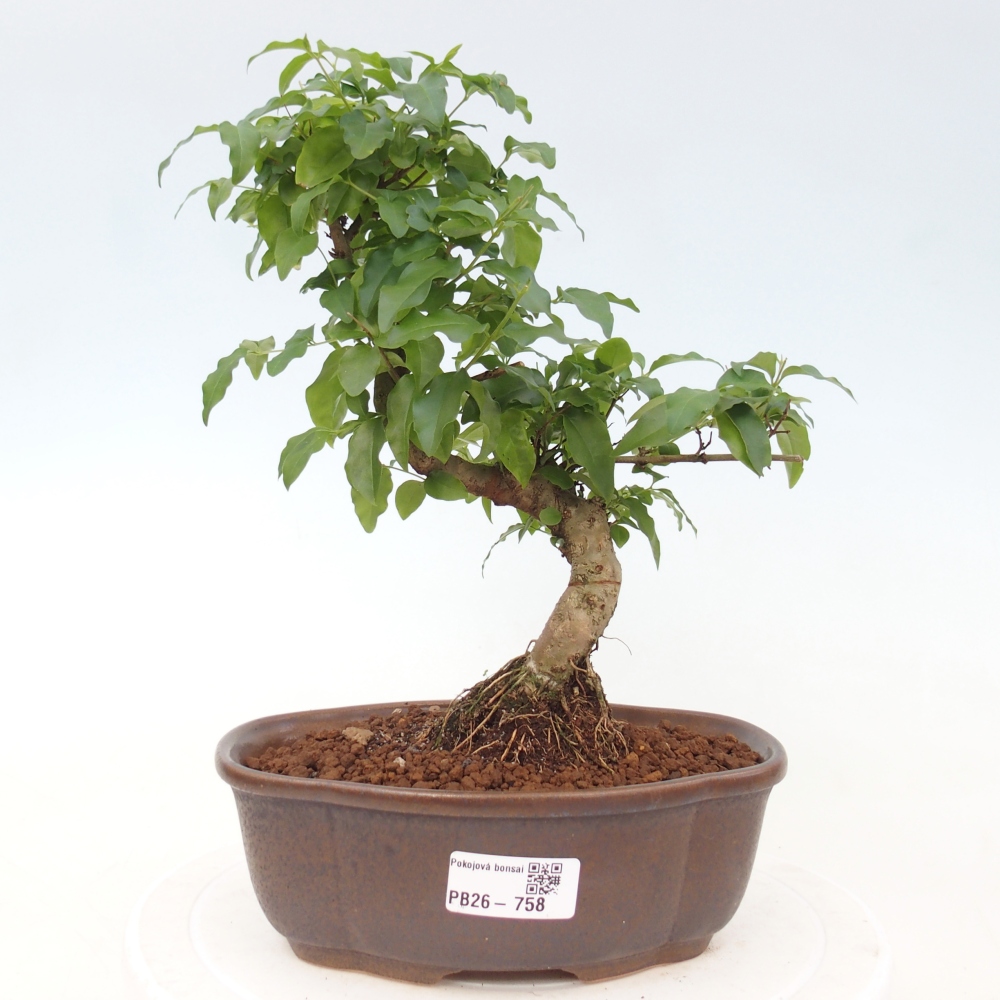 Pokojová bonsai -Ligustrum chinensis - Ptačí zob