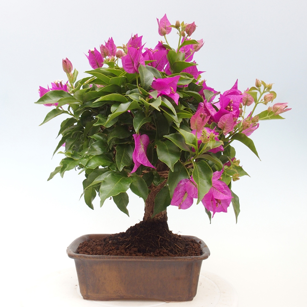 Pokojová bonsai - Bouganwilea