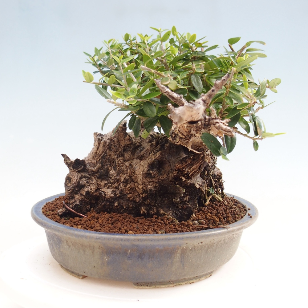 Pokojová bonsai - Olea europaea sylvestris -Oliva evropská drobnolistá