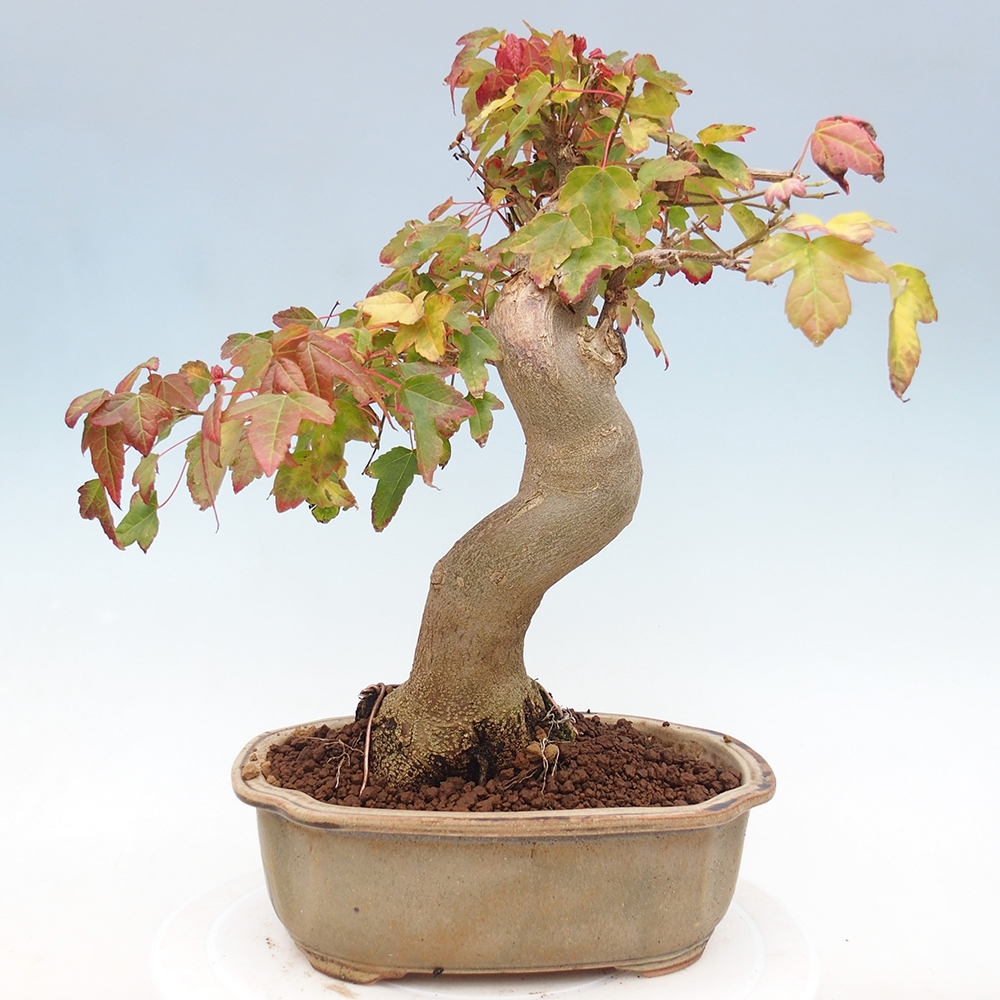 Venkovní bonsai - Acer Buergerianum - Javor Burgerův