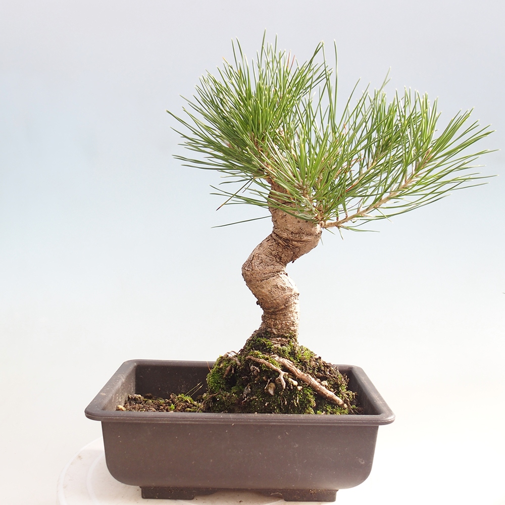 Venkovní bonsai - Pinus thunbergii - Borovice thunbergova