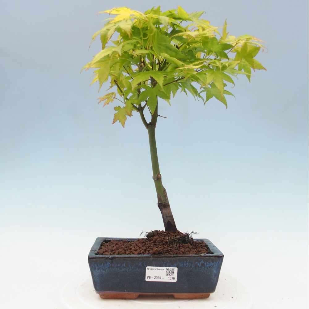 Acer palmatum Aureum - Javor dlanitolistý zlatý