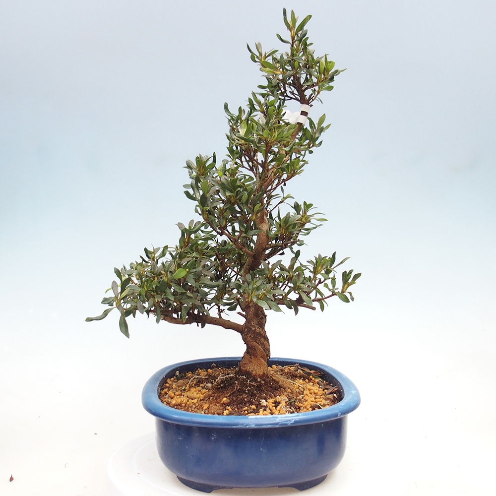 Venkovní bonsai - Japonská azalka - Azalea CHIHIRO