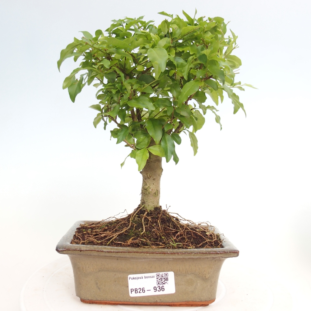 Pokojová bonsai -Ligustrum chinensis - Ptačí zob