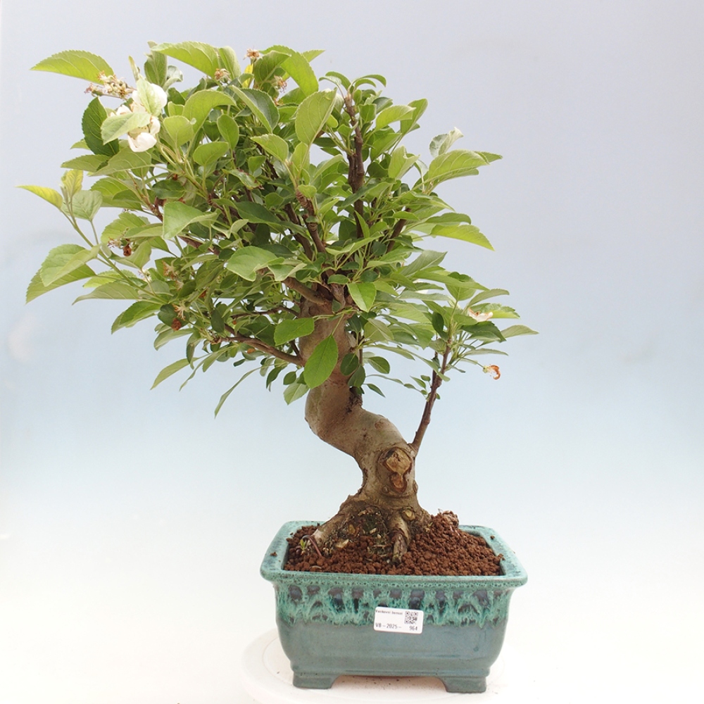 Venkovní bonsai -Malus halliana - Maloplodá jabloň