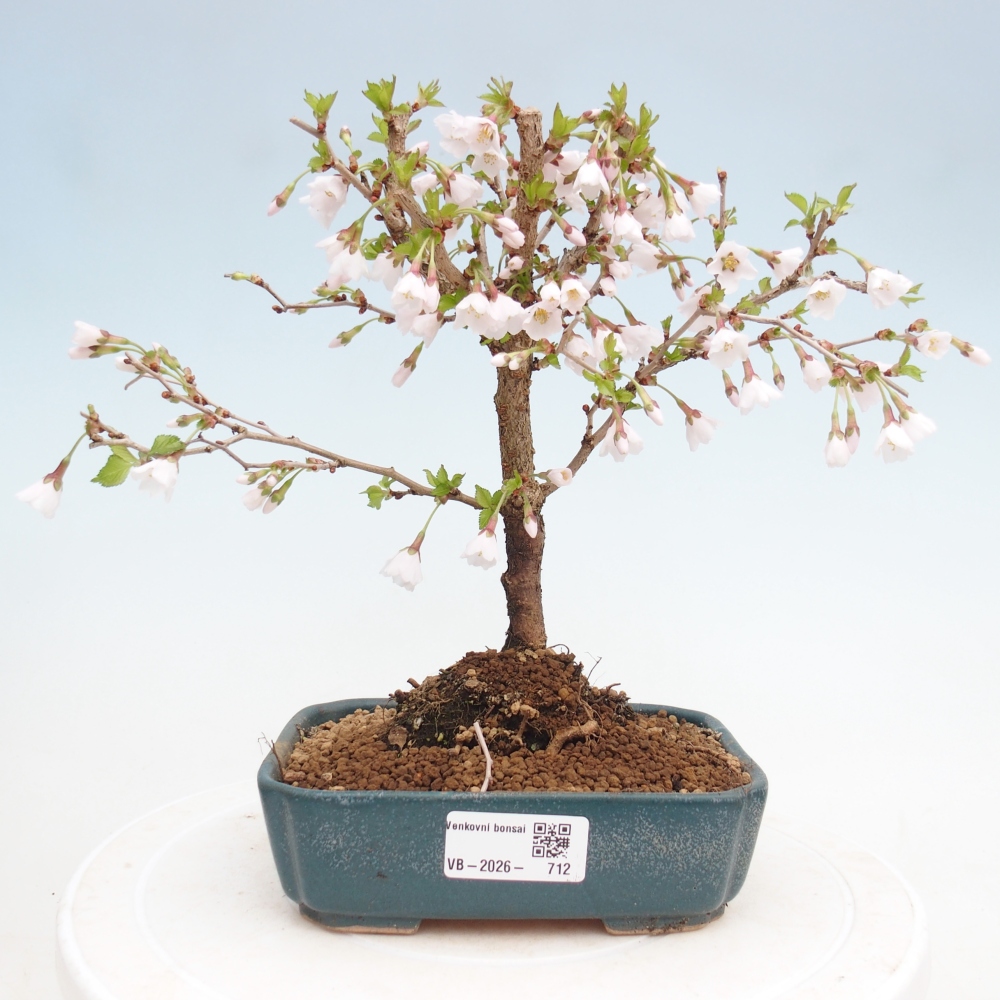 Venkovní bonsai - Prunus incisa Kojou-no mai-Slivoň vyříznutá