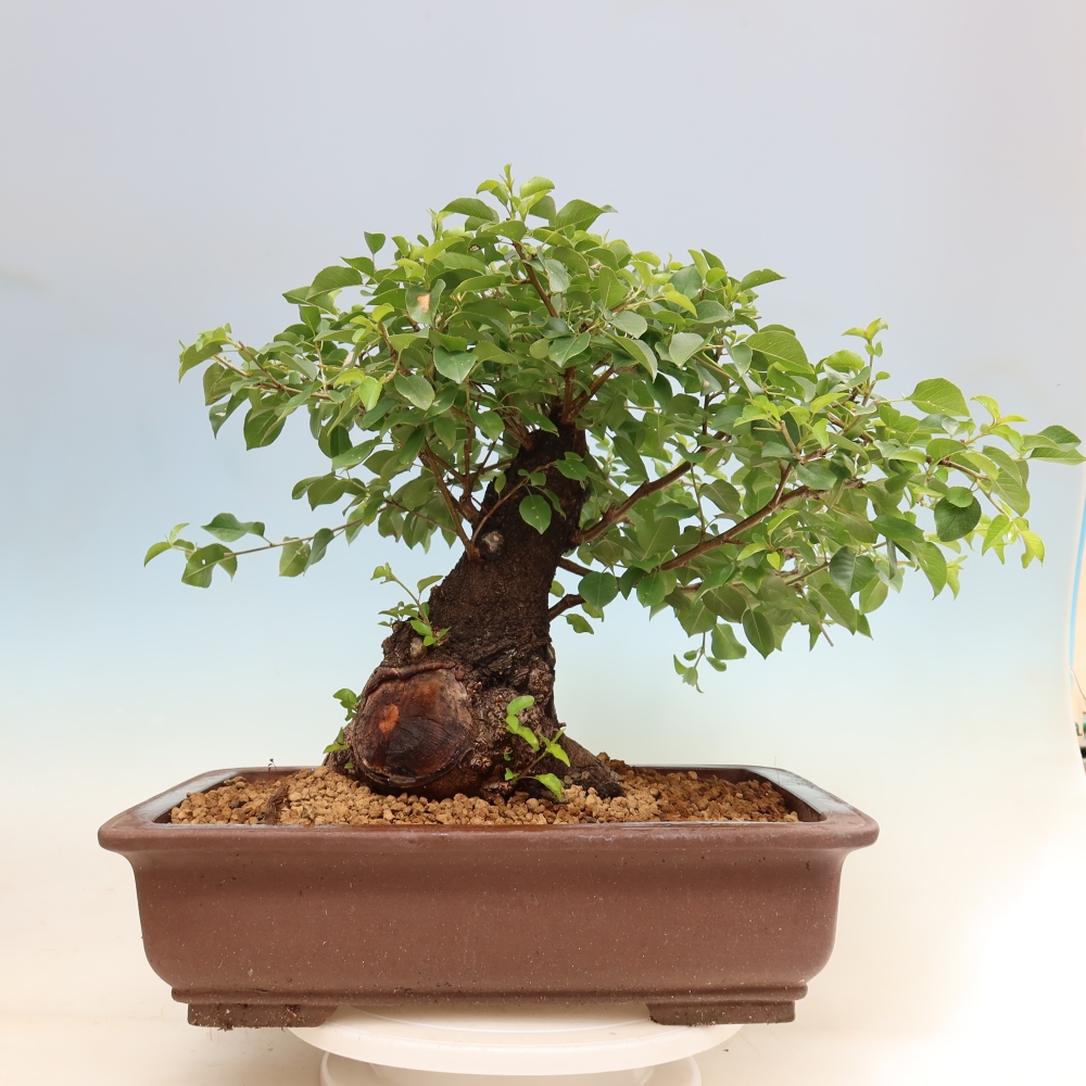 Venkovní bonsai - Mahalebka - Prunus mahaleb