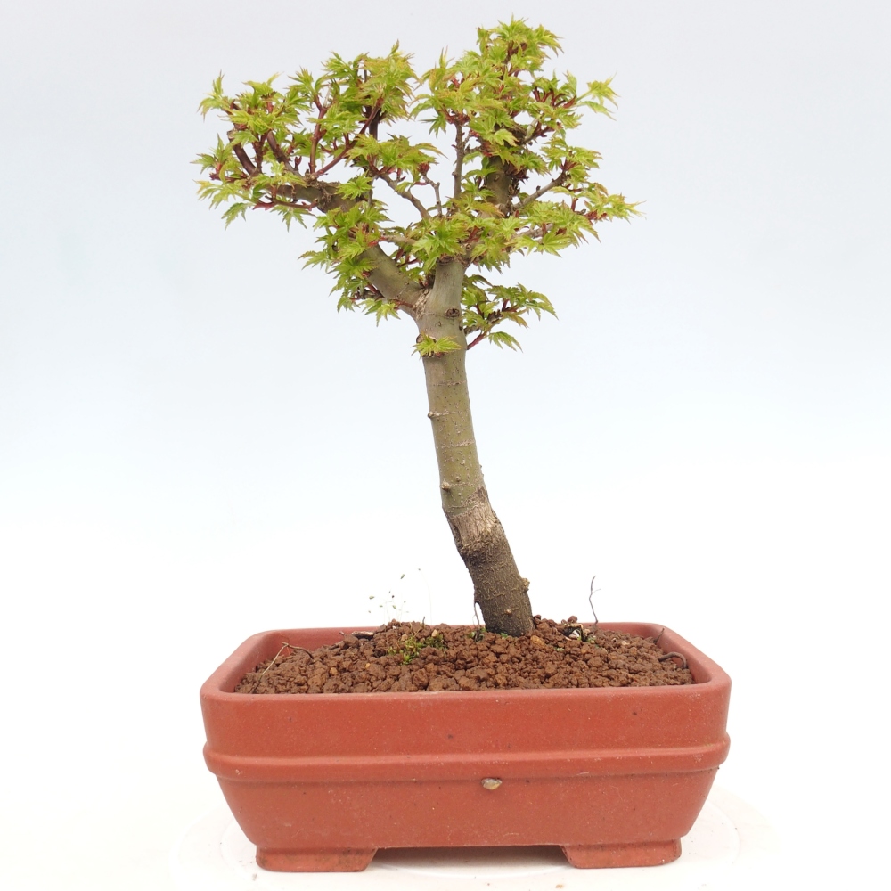 Venkovní bonsai -Javor dlanitolistý Acer palmatum Shishigashira