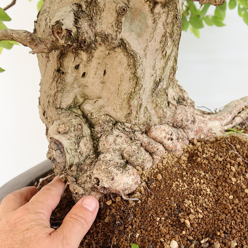 Venkovní bonsai -Carpinus Coreana - Habr korejský