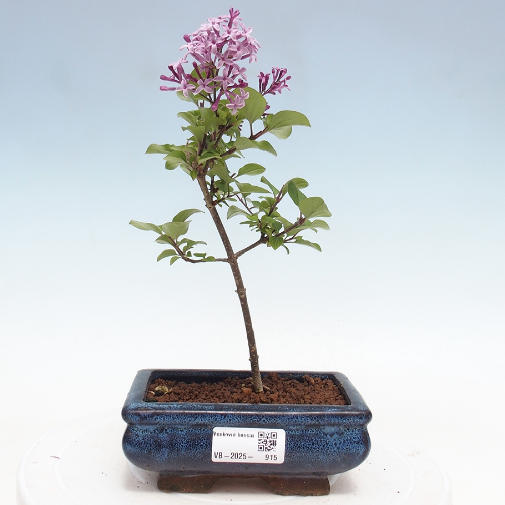 Venkovní bonsai - Syringa Meyeri Palibin - Šeřík Meyerův