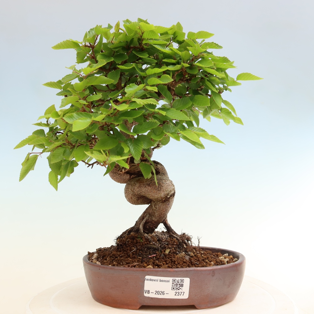 Venkovní bonsai -Carpinus coreana - Habr korejský