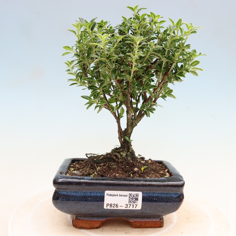 Pokojová bonsai - Serissa foetida Variegata - Strom tisíce hvězd