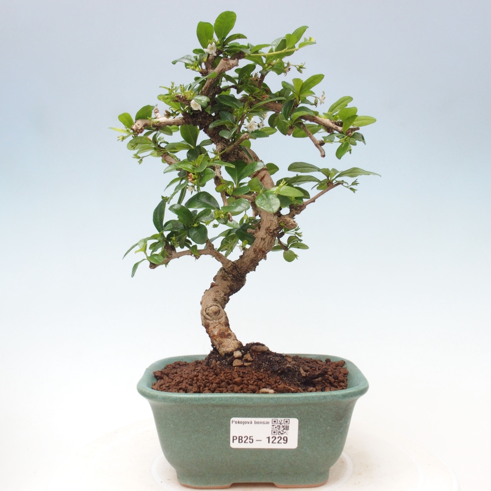 Pokojová bonsai - Carmona macrophylla - Čaj fuki