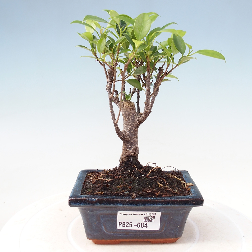 Pokojová bonsai Ficus retusa kimmen