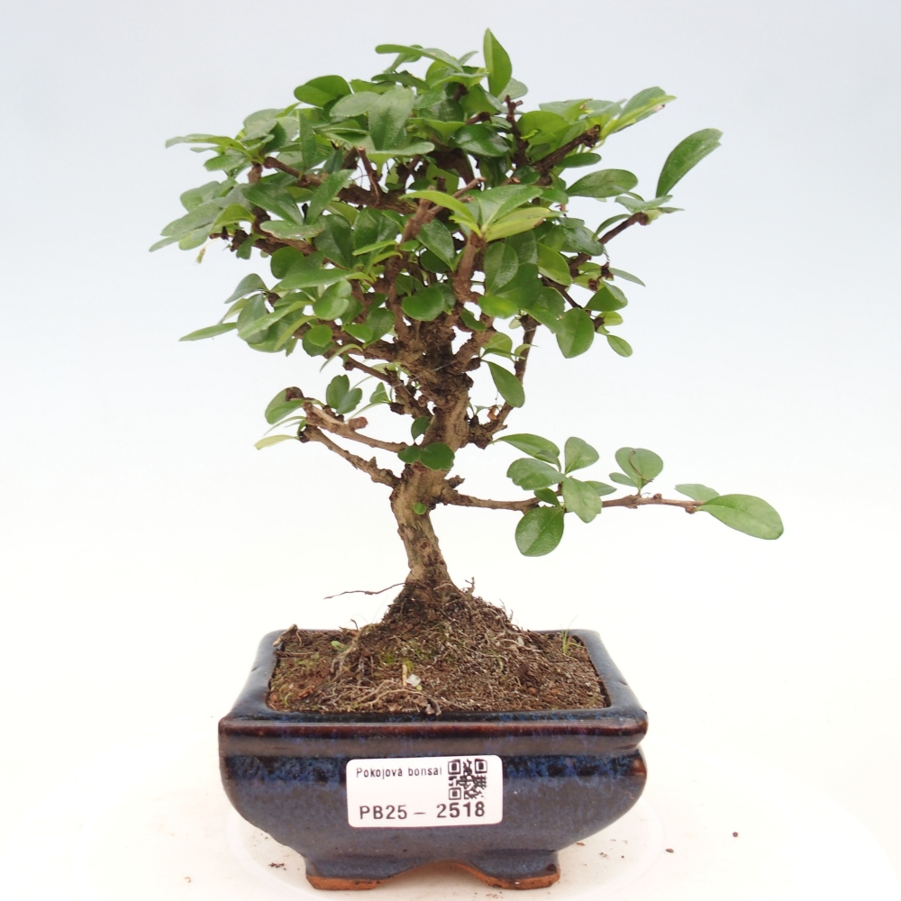 Pokojová bonsai - Carmona macrophylla - Čaj fuki