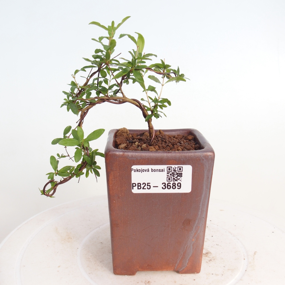 Pokojová bonsai-PUNICA granatum nana-Granátové jablko