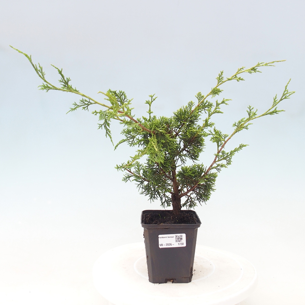 Venkovní bonsai - Juniperus chinensis Itoigawa -Jalovec čínský