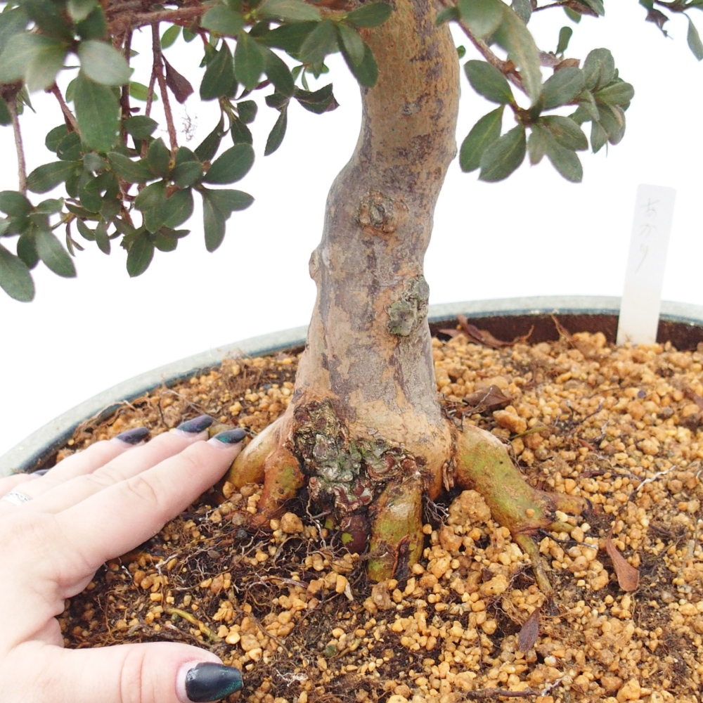 Venkovní bonsai - Japonská azalka - Azalea Akari