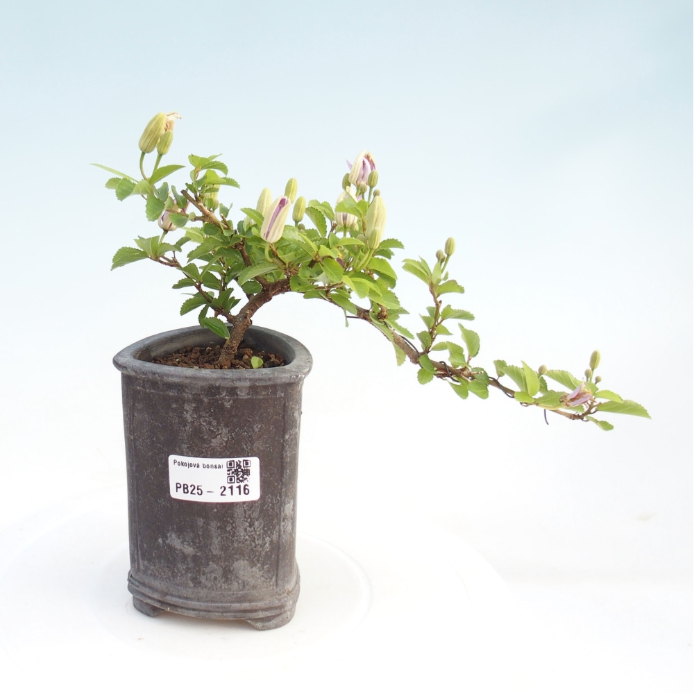 Pokojová bonsai - Grewia occidentalis - Hvězdice levandulová