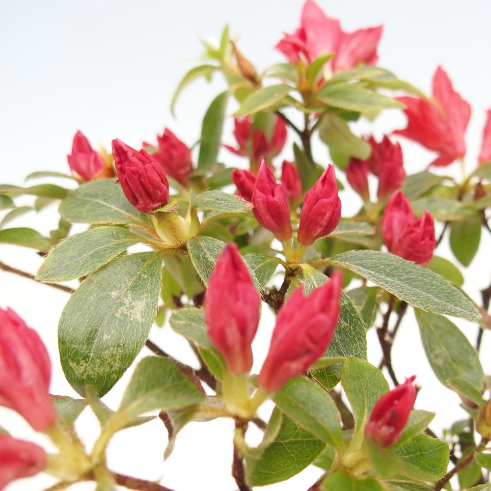 Venkovní bonsai - Japonská azalka - Azalea sp.