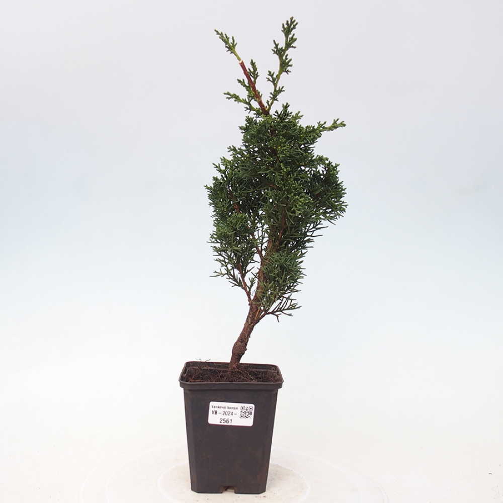 Venkovní bonsai - Juniperus chinensis Kishu -Jalovec čínský