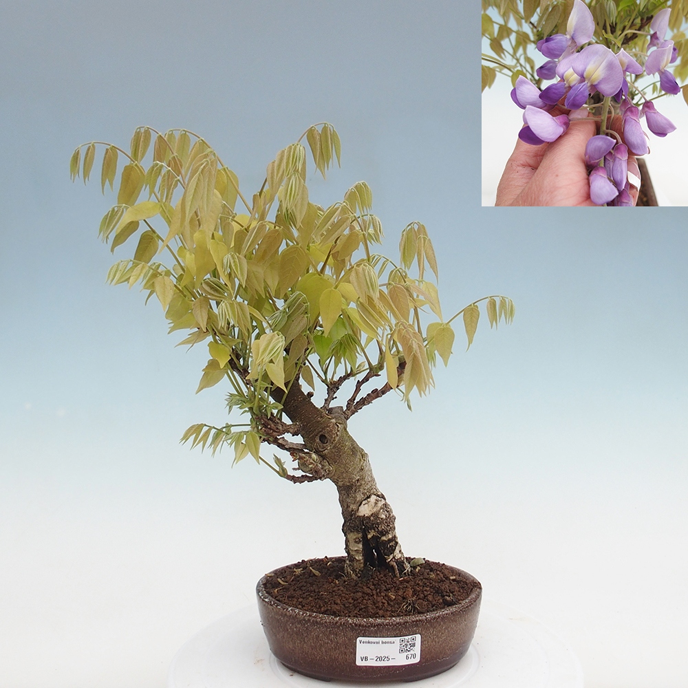 Venkovní bonsai - Vistarie květnatá - Wisteria floribunda