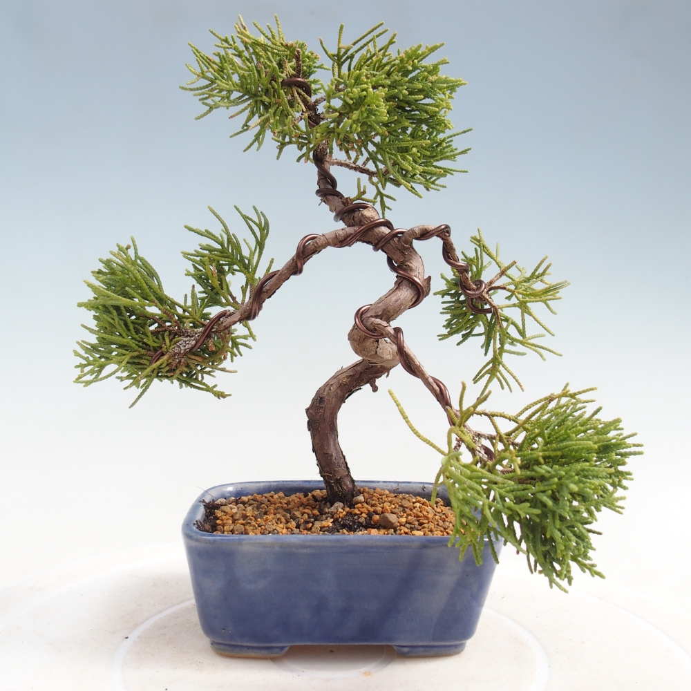 Venkovní bonsai - Juniperus chinensis Kishu -Jalovec čínský