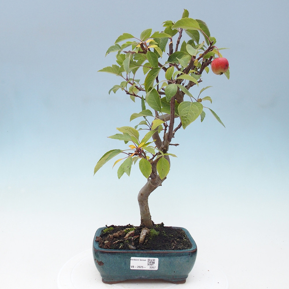 Venkovní bonsai -Malus halliana - Maloplodá jabloň