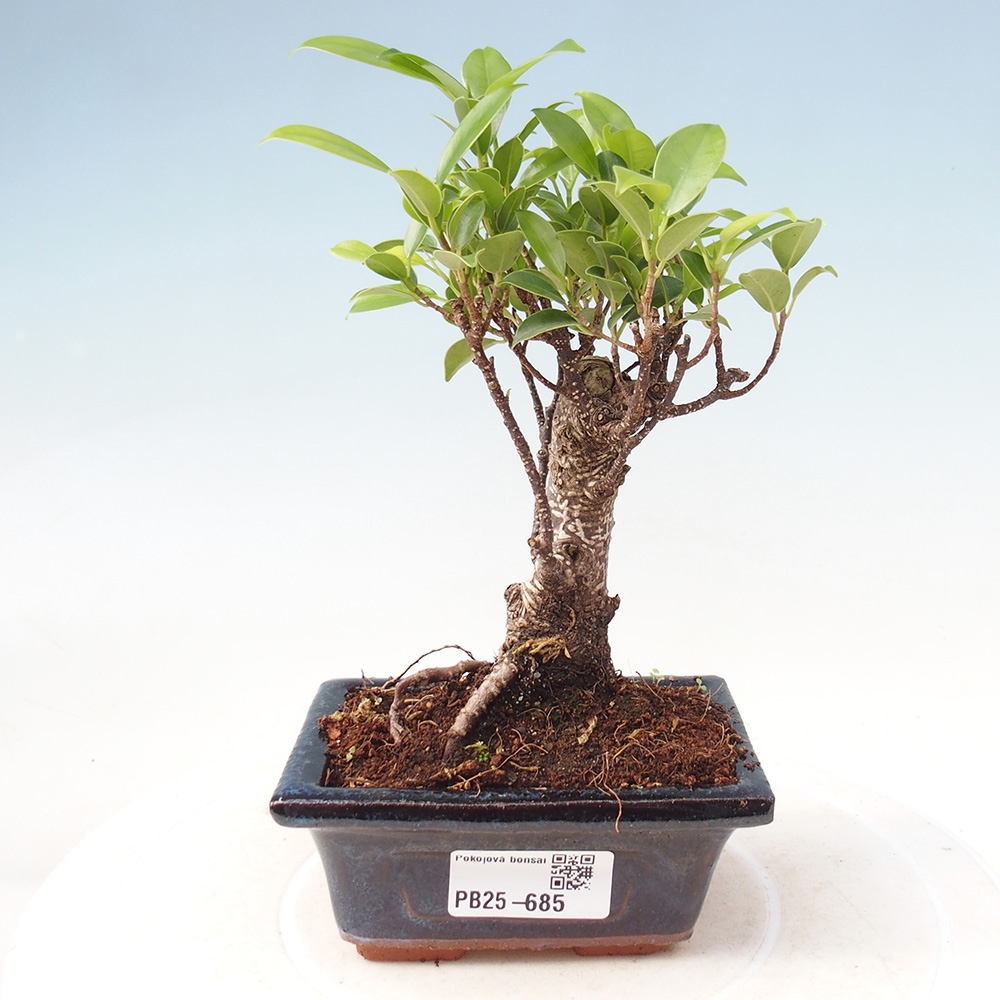 Pokojová bonsai Ficus retusa kimmen