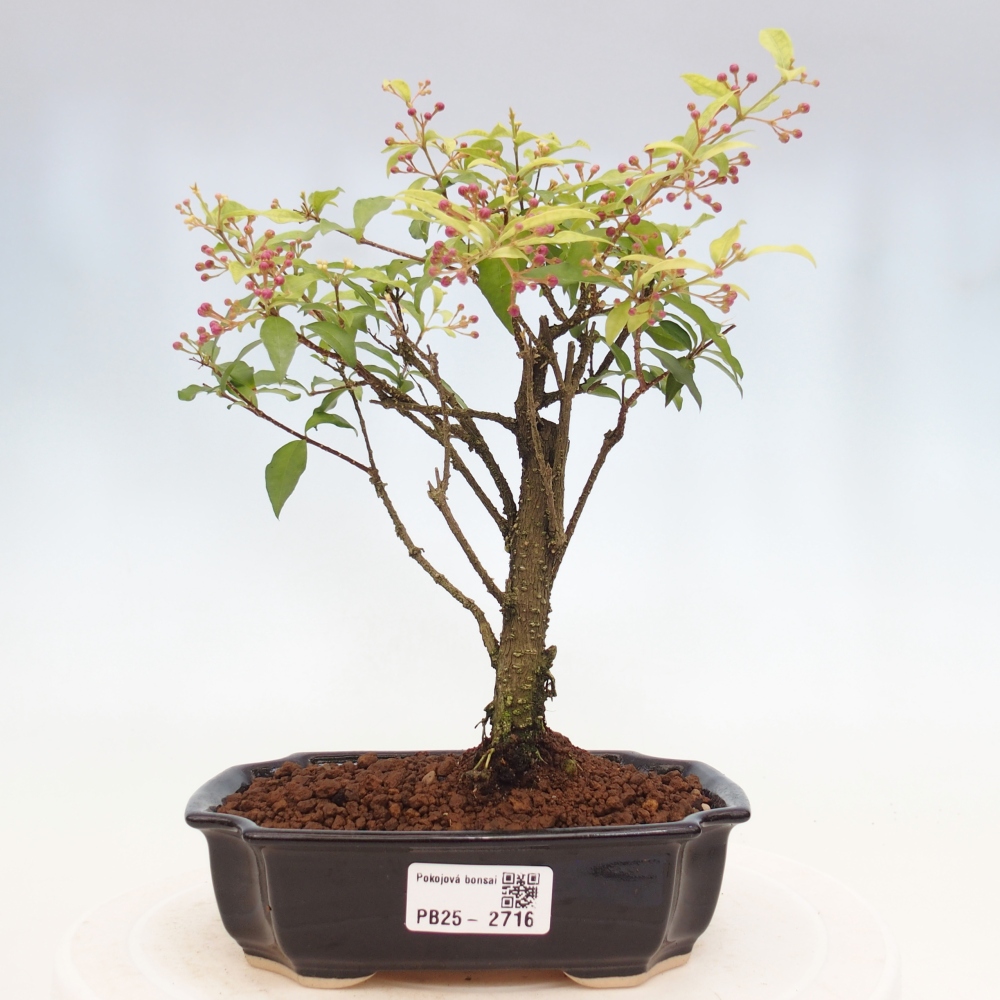 Pokojová bonsai - Malpighia coccigera- Barbdorská třešeň