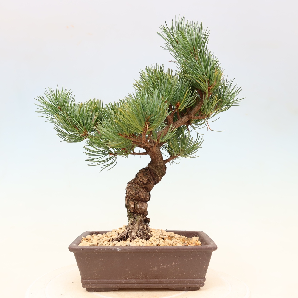 Venkovní bonsai - Pinus parviflora - Borovice drobnokvětá