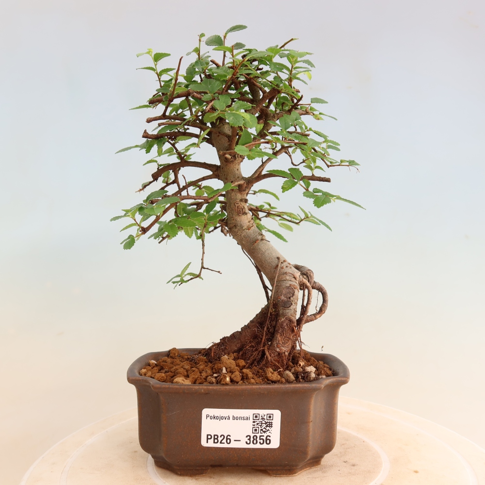 Pokojová bonsai - Ulmus parvifolia - Malolistý jilm
