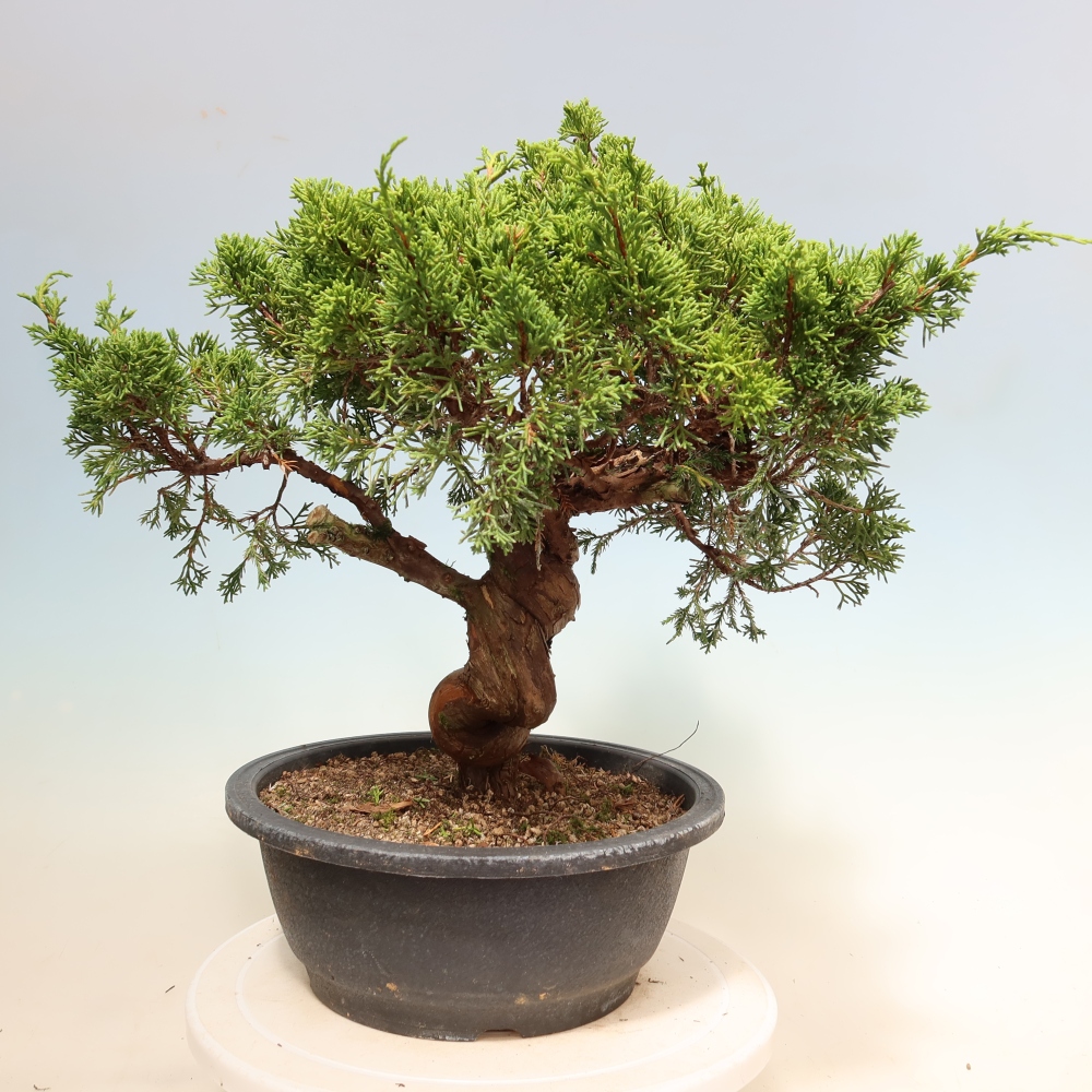 Venkovní bonsai - Juniperus chinensis Itoigawa-Jalovec čínský