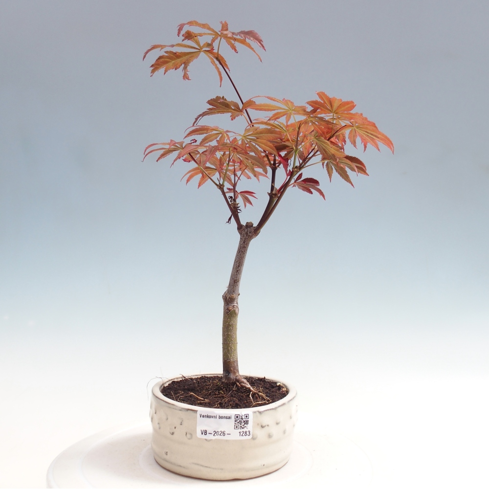 Venkovní bonsai - Acer palm. Atropurpureum-Javor dlanitolistý