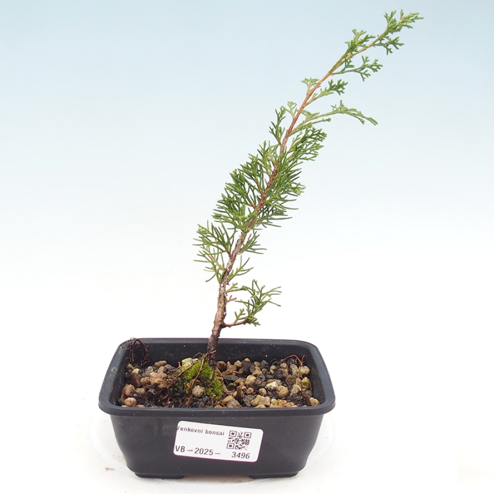 Venkovní bonsai - Juniperus chinensis Itoigawa -Jalovec čínský