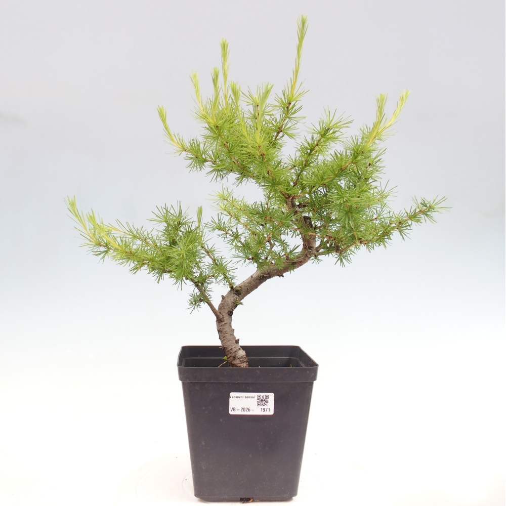 Venkovní bonsai -Larix decidua - Modřín opadavý 