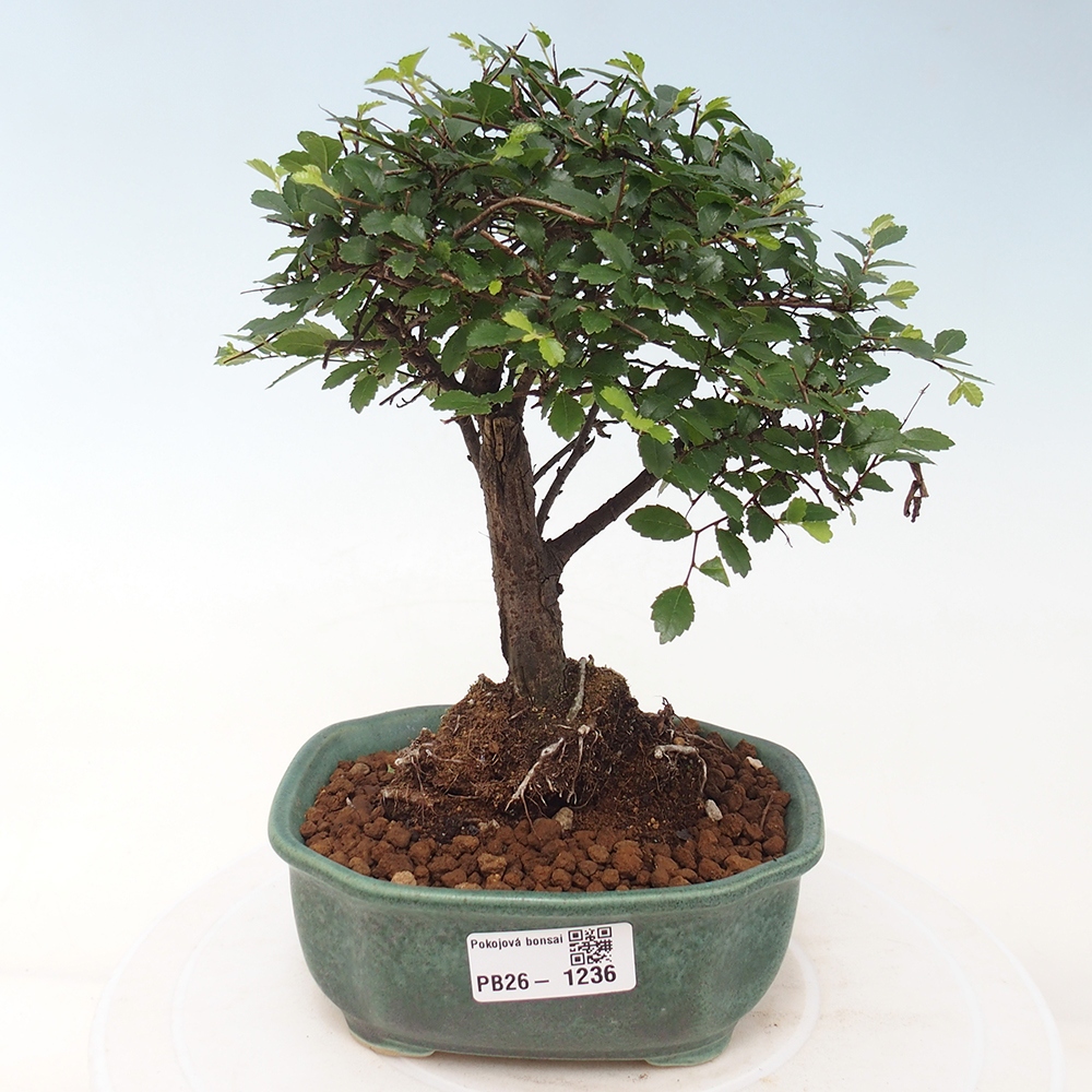 Pokojová bonsai - Ulmus parvifolia - Malolistý jilm