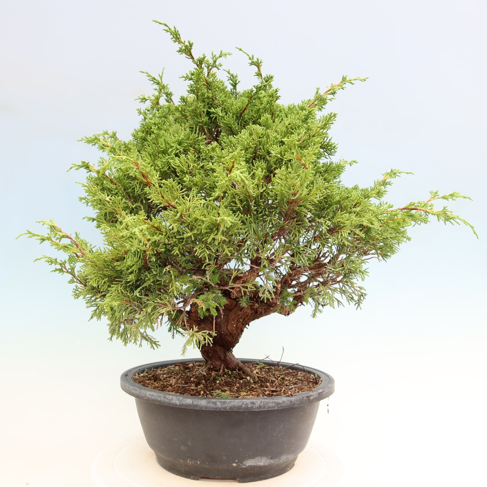 Venkovní bonsai - Juniperus chinensis Itoigawa-Jalovec čínský