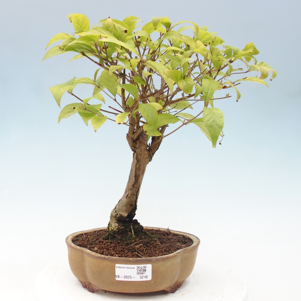 Venkovní bonsai - krásnoplodka - Callicarpa japonica