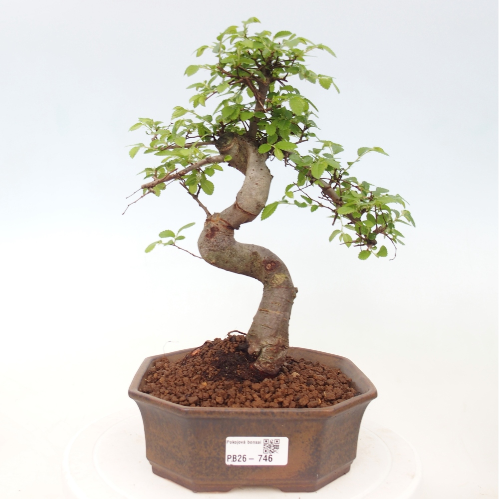 Pokojová bonsai - Ulmus parvifolia - Malolistý jilm
