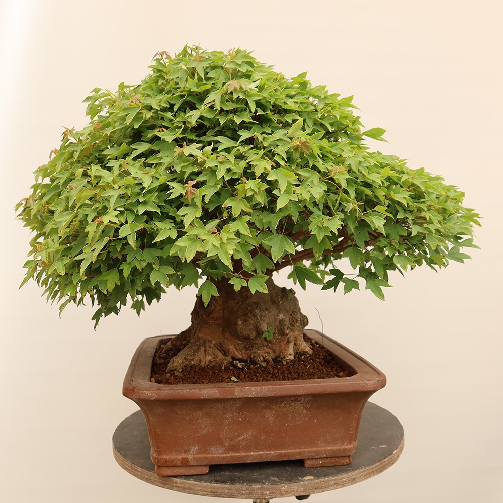 Venkovní bonsai - Javor Burgerův - Acer Burgerianum 