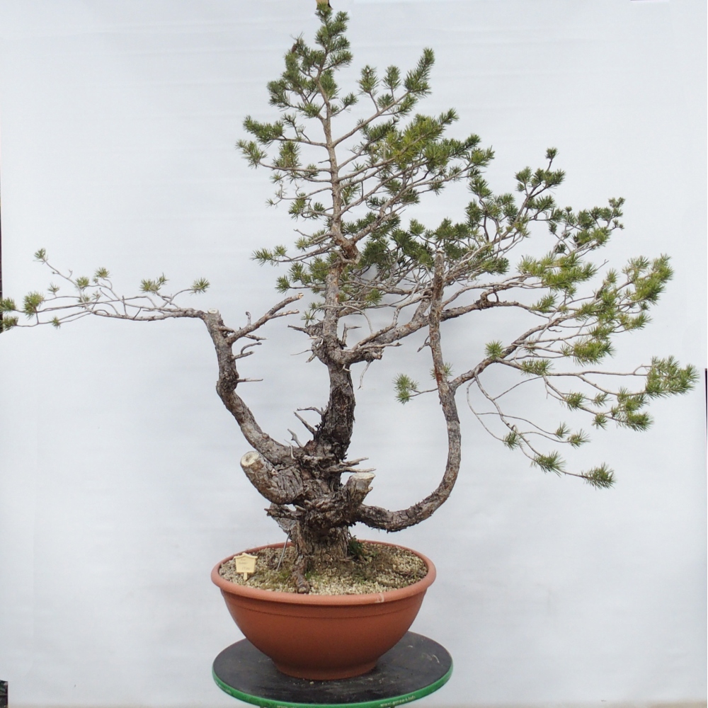 Yamadori - Pinus sylvestris Španělsko