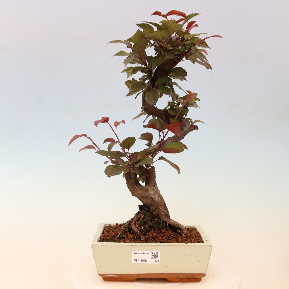 Venkovní bonsai -Malus domestica - Maloplodá jabloň červenolistá