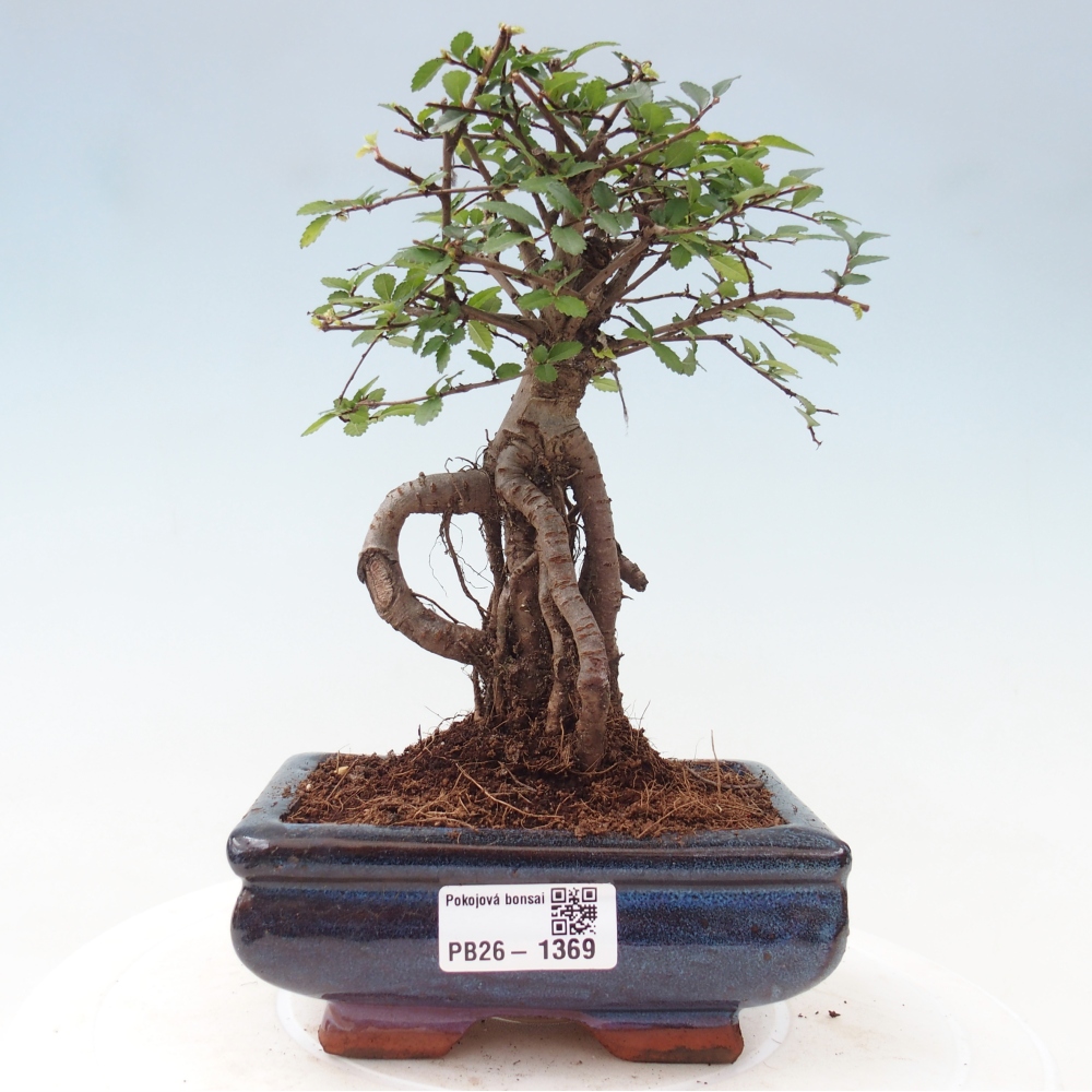 Pokojová bonsai - Ulmus parvifolia - Malolistý jilm