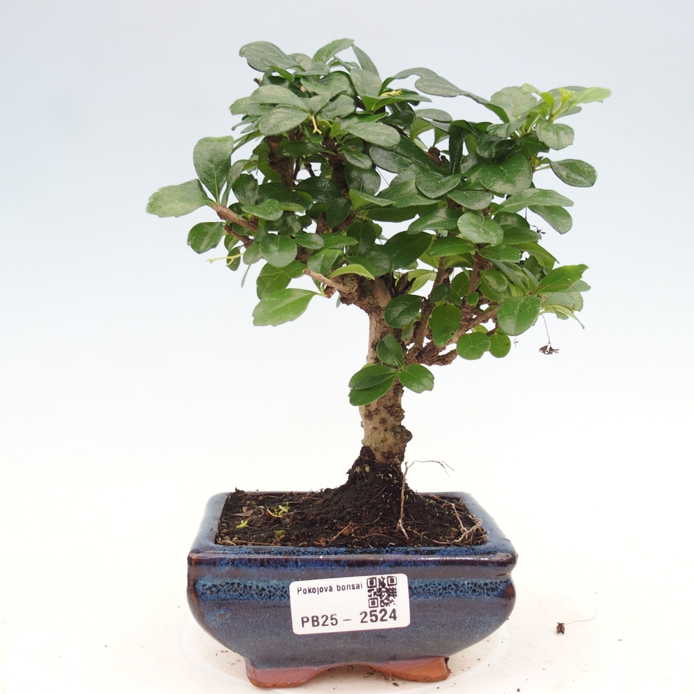 Pokojová bonsai - Carmona macrophylla - Čaj fuki